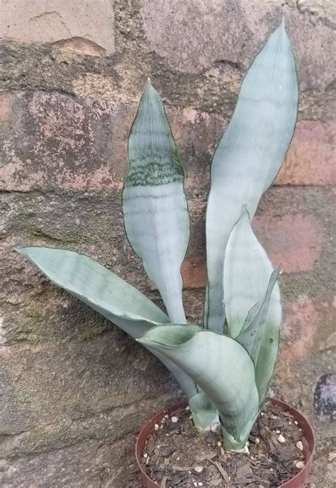 moonshine snake plant for sale.